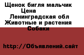 Щенок бигля мальчик › Цена ­ 20 000 - Ленинградская обл. Животные и растения » Собаки   